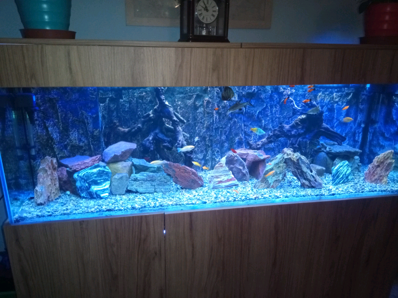 4ft fish tank